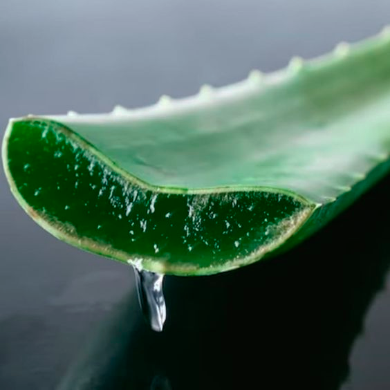 Aloe Vera para Saúde Ocular